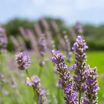 Bed & Breakfast Masseria La Gresca