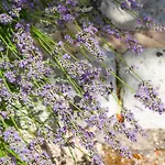 Bed & Breakfast Masseria La Gresca Vignacastrisi