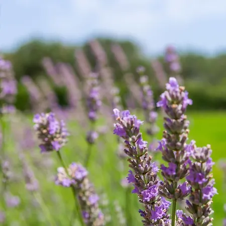 فندق مبيت وإفطار Masseria La Gresca
