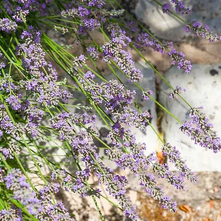 فندق مبيت وإفطار Masseria La Gresca فيغناكاستريسي