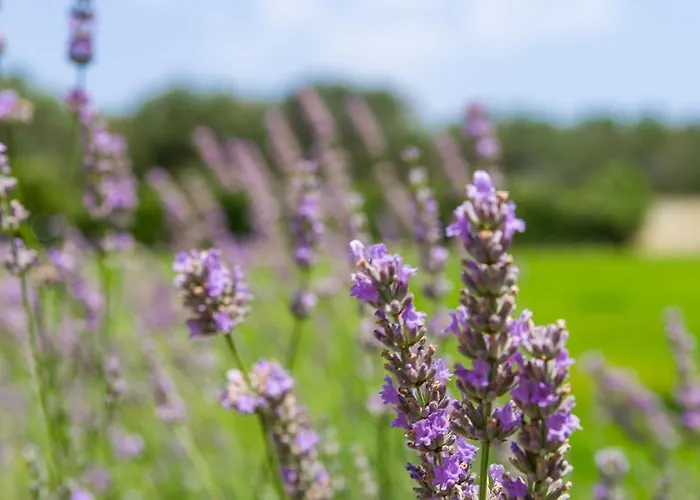 Oda ve Kahvaltı Masseria La Gresca