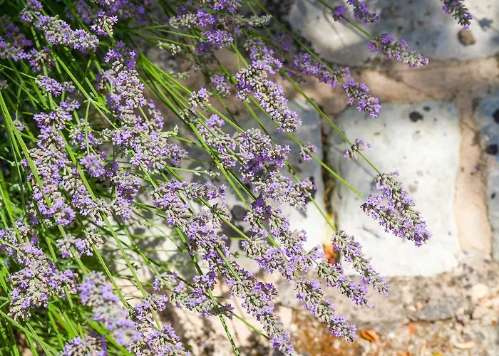 Oda ve Kahvaltı Masseria La Gresca Vignacastrisi